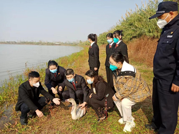 淮滨县林业局成功救助并放生小天鹅